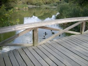 At the Jericho Lands pond...Mallard Ducks.